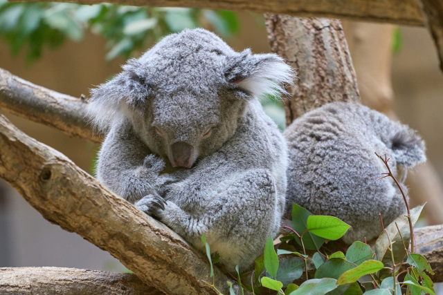 動物たちの睡眠